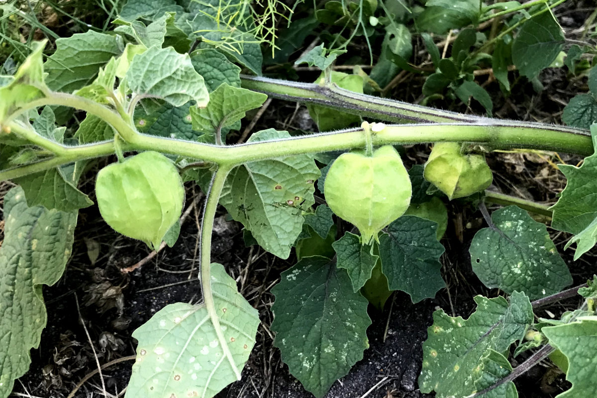 ground cherries in green husks on the plant