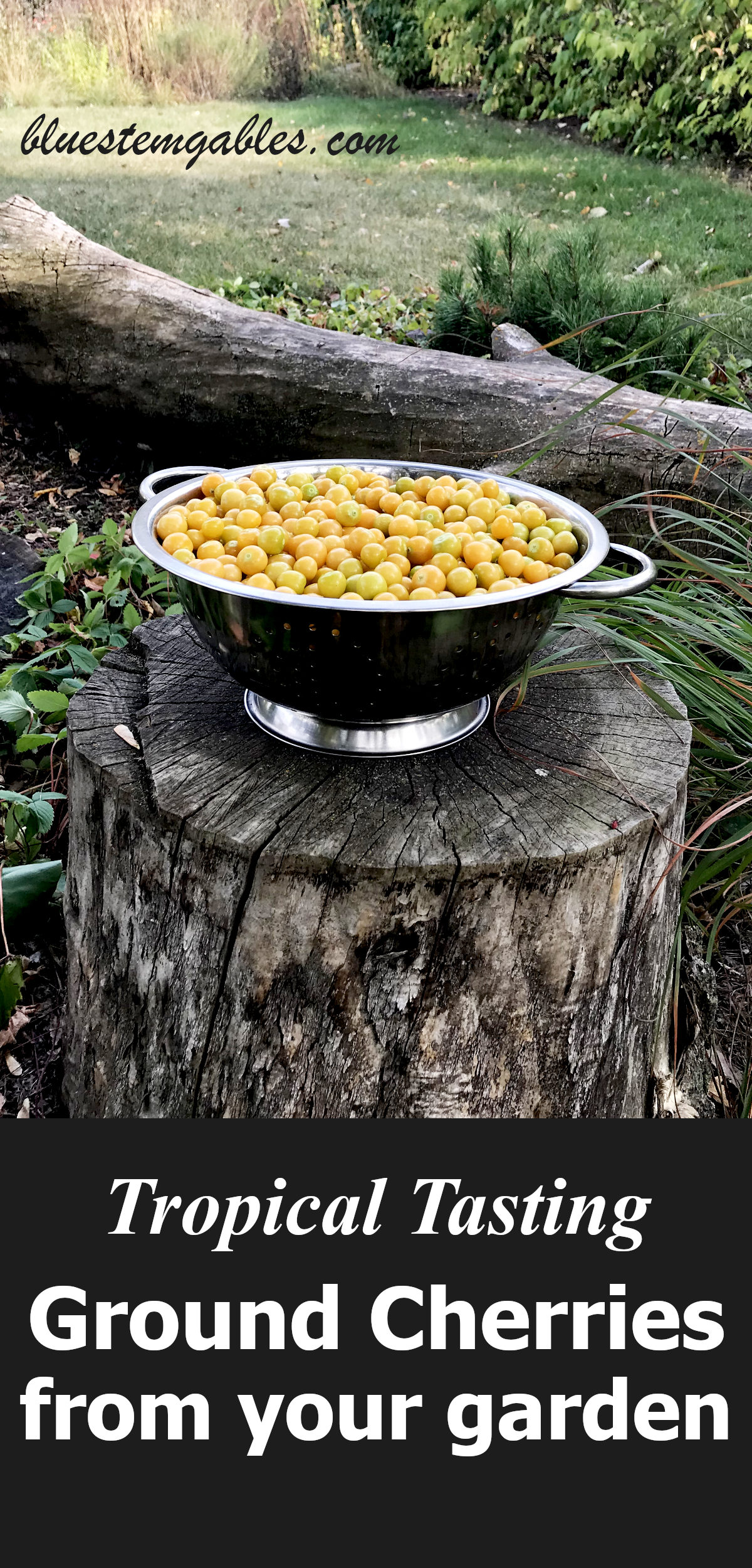 ground cherries in a colander on a stump with text reading tropical tasting ground cherries from your garden